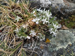 Arenaria querioides
