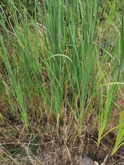 Typha orientalis