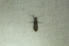 Pseudozonitis labialis