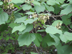 Catalpa ovata