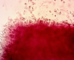 Hygrocybe subminiata