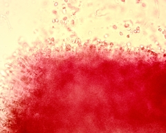 Hygrocybe subminiata