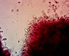 Hygrocybe subminiata