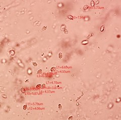 Hygrocybe subminiata