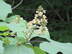 Catalpa ovata