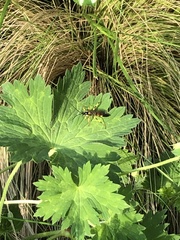 Ichneumon xanthorius
