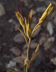 Cordylanthus pilosus pilosus