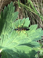 Ichneumon xanthorius