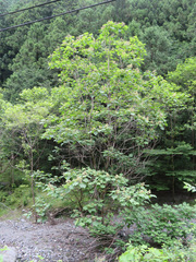 Catalpa ovata