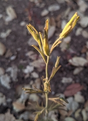 Cordylanthus pilosus pilosus