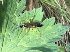 Ichneumon xanthorius