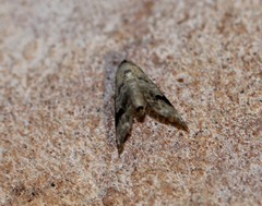 Abablemma duomaculata