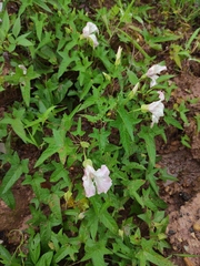 Calystegia pubescens