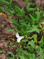 Calystegia pubescens