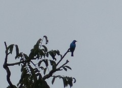 Cotinga cayana