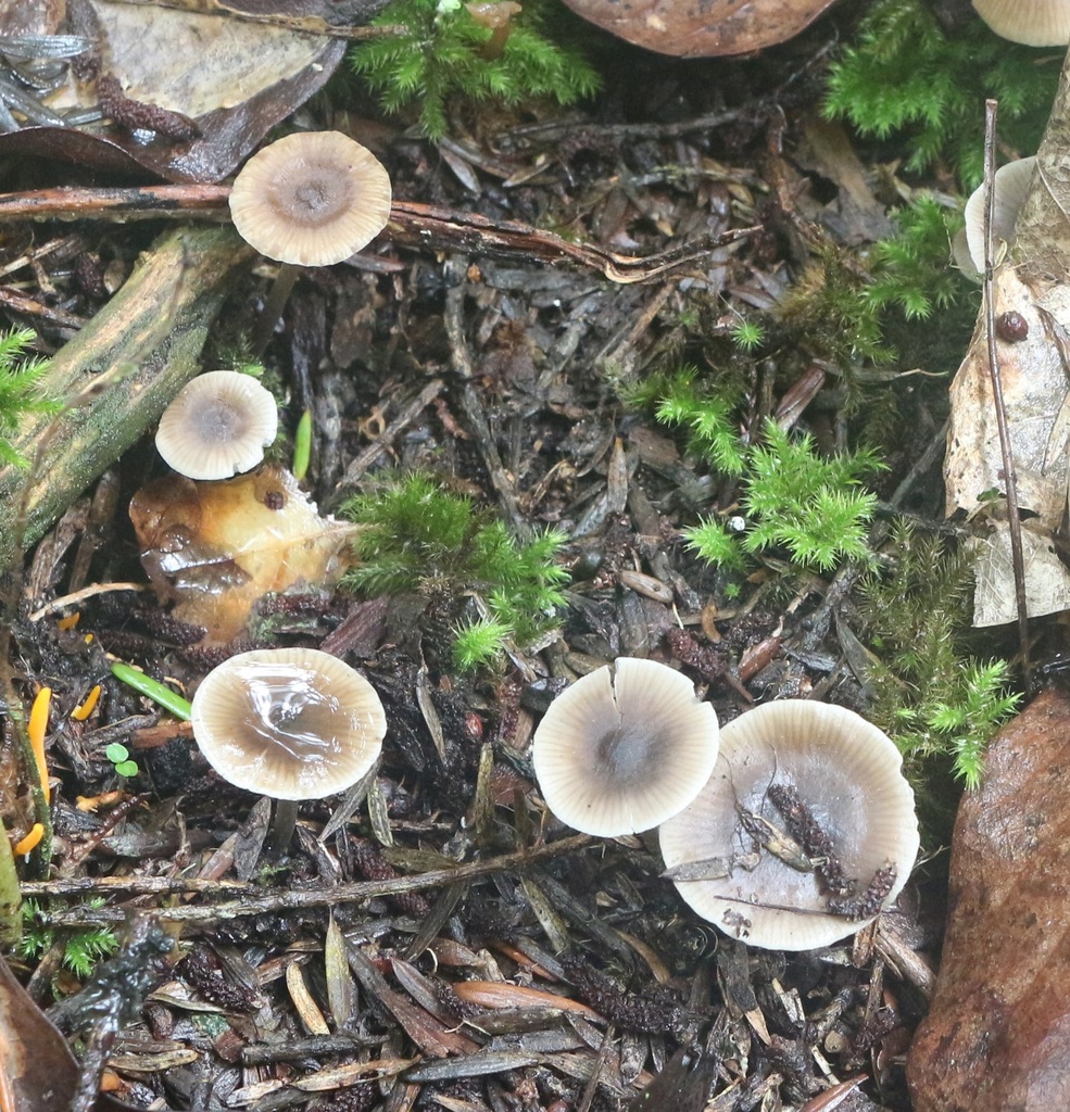 Mycenella from Okokako Road, Waimate North, New Zealand on June 19