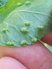 Eriophyes similis