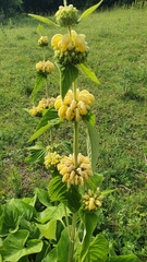 Phlomis fruticosa