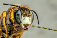 Trachusa interrupta