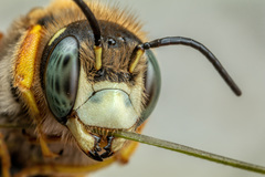 Trachusa interrupta