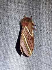 Paradirphia rectilineata