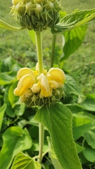 Phlomis fruticosa