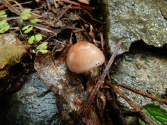 Mycena kuurkacea