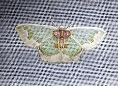 Hyalochlora splendens