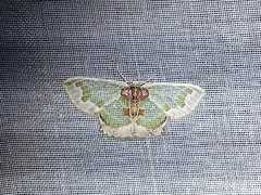 Hyalochlora splendens