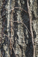 Parthenocissus quinquefolia