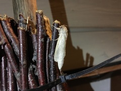 Phragmataecia castaneae