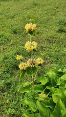 Phlomis fruticosa