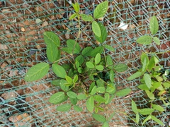 Glycine max soja