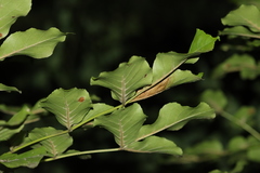 Fraxinus chinensis