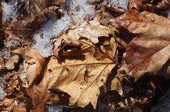 Platanus occidentalis