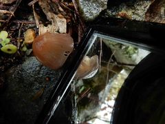 Mycena kuurkacea