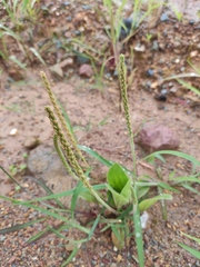 Plantago depressa