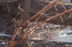 Rubus phoenicolasius
