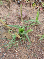 Plantago depressa