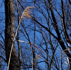 Phragmites australis