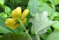 Abutilon grantii