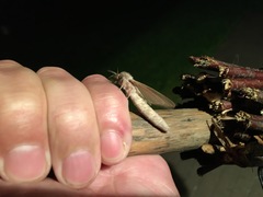 Phragmataecia castaneae