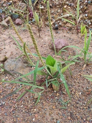 Plantago depressa