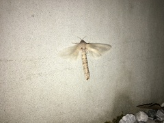 Phragmataecia castaneae