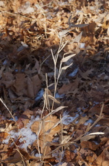 Dichanthelium clandestinum