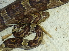 Trimorphodon paucimaculatus