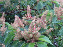 Mallotus japonicus