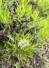 Darwiniothamnus tenuifolius