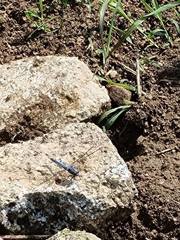 Orthetrum lineostigma