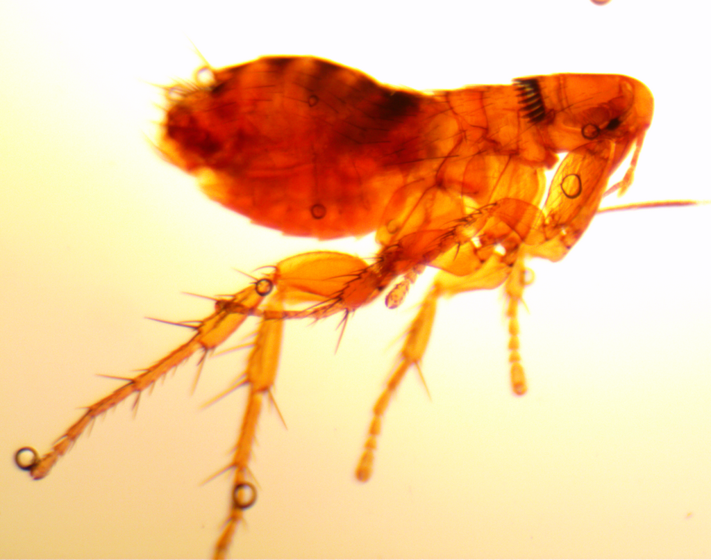 Ceratophylloidea